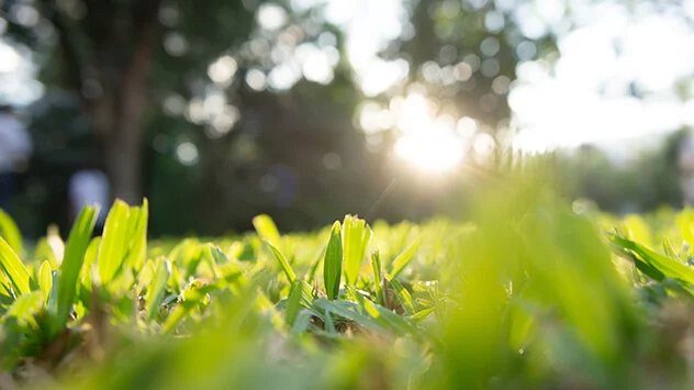 Rasen richtig mähen und pflegen bei Hitze Grüner Rasen bei Sonnenaufgang