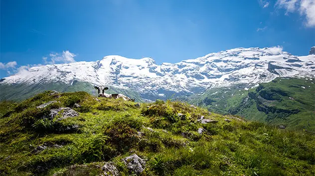 Kuh liegt auf grüner Bergwiese vor verschneiten Gipfeln