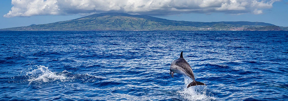 Delfin vor den Azoren im Meer