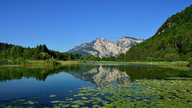 Fennberger See in Südtirols Süden mit Seerosen im Vordergrund und Spiegelung der umliegenden Wälder und Gipfel im Wasser. 
