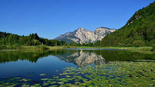 Fennberger See in Südtirols Süden mit Seerosen im Vordergrund und Spiegelung der umliegenden Wälder und Gipfel im Wasser.