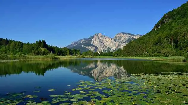 Fennberger See in Südtirols Süden mit Seerosen im Vordergrund und Spiegelung der umliegenden Wälder und Gipfel im Wasser. 