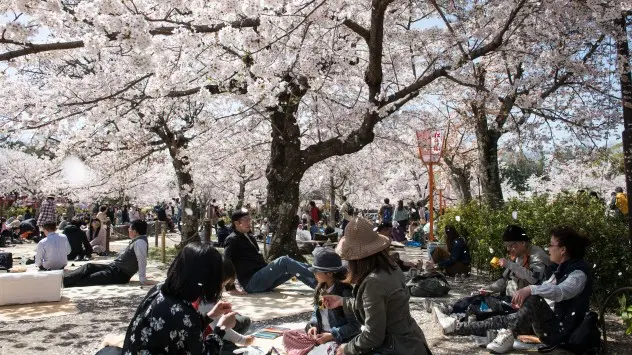 People sit under cherry blossom