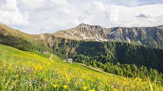 Eine blühende Almwiese im Gsiesertal