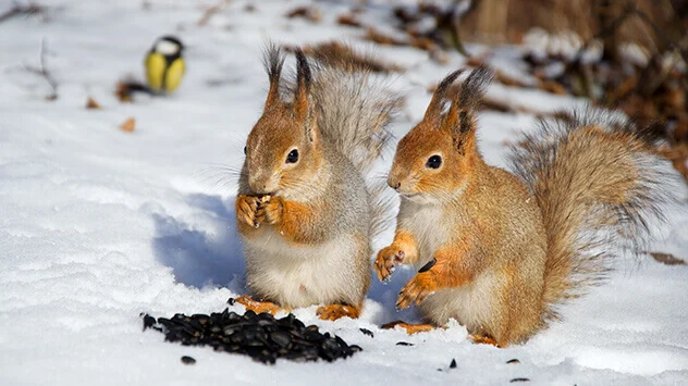Eichhörnchen suchen nach Futter im Schnee