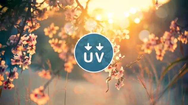 blomstrende træ og UV logo