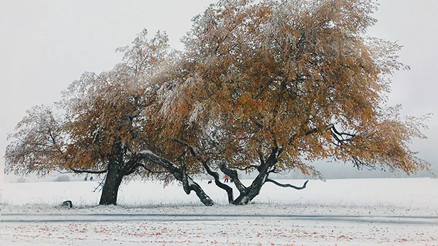 Herbstbaum auf Feld mit Schnee