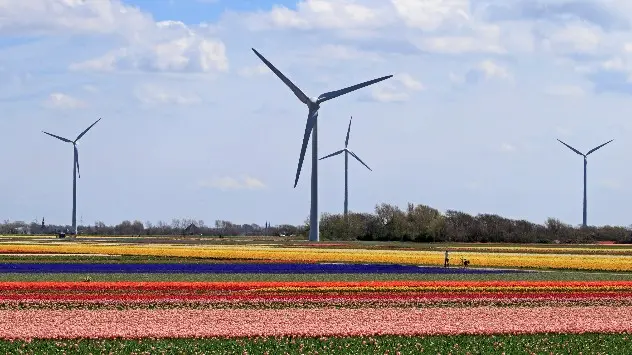Tulip fields in the Netherlands are well-known for their vibrant array of colours.