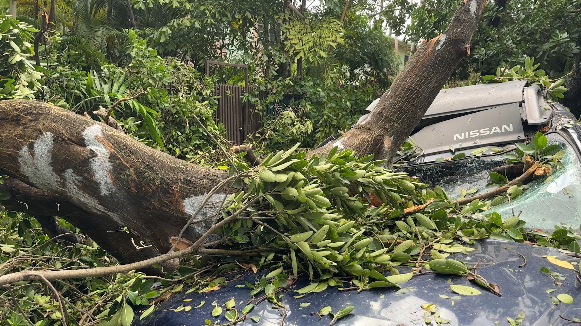 Árbol caído en Miami después de que la tormenta arrasara el sur de Florida.