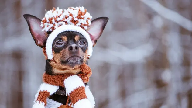 Keep your pets warm this winter! If you're cold, they're likely cold.