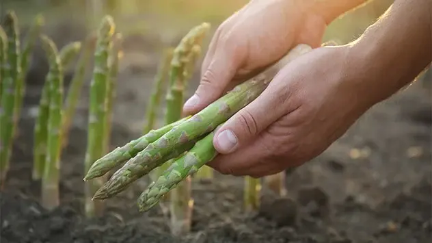 De genezende krachten van asperges werden duizenden jaren geleden reeds gewaardeerd.