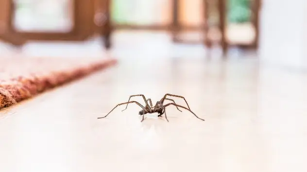Spinne auf dem Fußboden