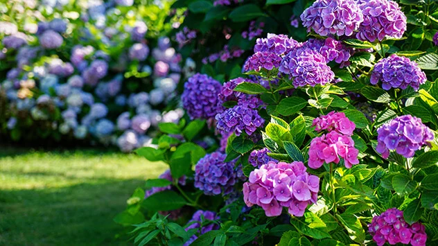 Optimaler Standort für Pflanzen im Sommer Pink-lilafarbene Hortensien im Schatten