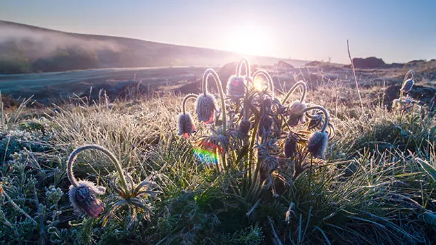 Spätfröste im Frühling: Was ist dran an den Eisheiligen? Sonnenaufgang über einem Feld mit Frost