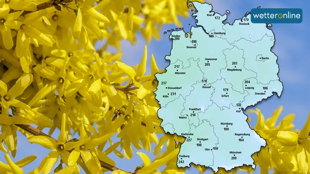 Blühender Forsythienstrauch - Karte mit der Grünlandtemperatursumme, in manchen Teilen Deutschlands über 200 Grad