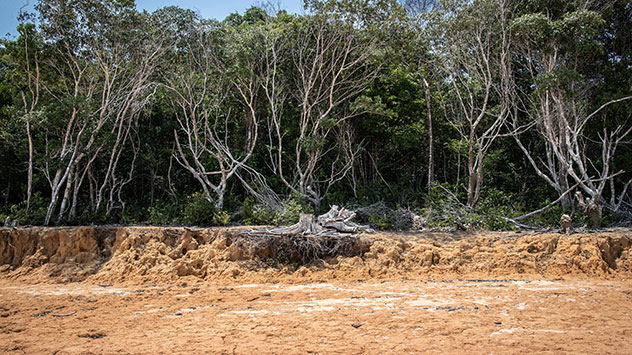 Die Wurzeln vieler Bäume und Sträucher an den Ufern des Amazonas liegen im Trockenen.