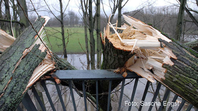 Ein an einem Geländer zerschmetterter Baum in Niederkassel bei Bonn.