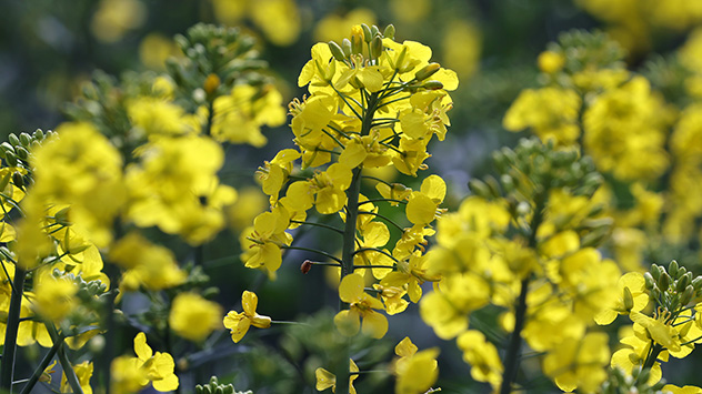 Die prächtigen gelben Blüten sind ein charakteristisches Merkmal des Raps.