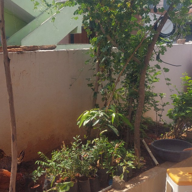 B.Rajanikanth from Nizamabad, Telangana plants a lot in his garden