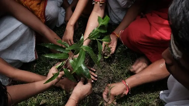 Planting a tree is not expensive, but goes a long way in helping nature and human health!