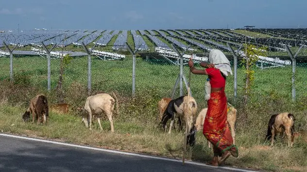 Cattle Grazing in Karnataka 