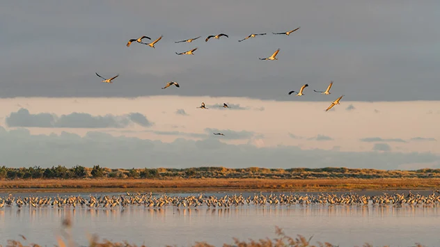 Naturfotografie auf Fischland-Darß-Zings - Bild: TMV/Gross Kraniche auf Fischland-Darß-Zingst