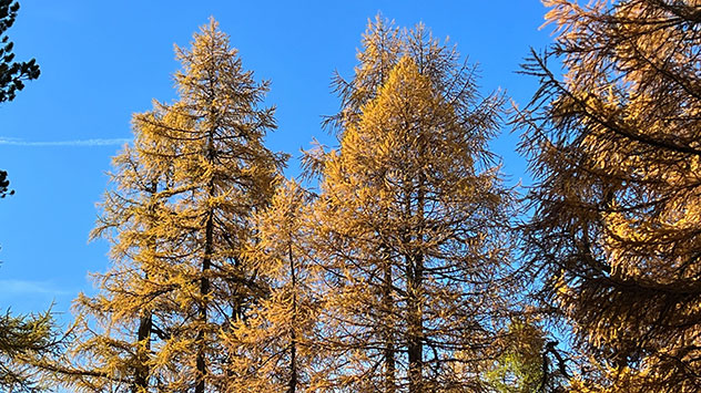 Goldene Lärchen