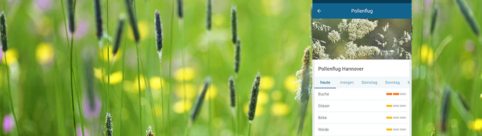 Pollenflug Hannover - Hintergrund Gräser