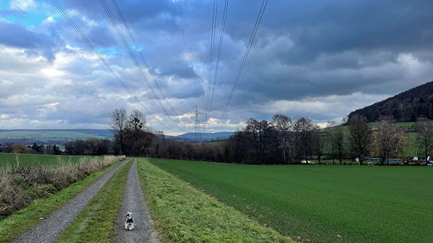 kleiner Hund läuft über Feld