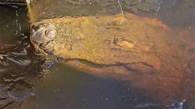 Ein Alligator ist im US-Bundesstaat North Carolina in einem Teich eingefroren. 