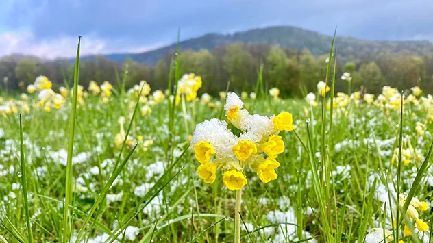Frühlingsblumen mit Schnee bedeckt