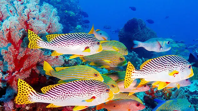 Bunte Fische in einem Korallenriff
