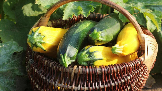 Korb mit gelben und grünen frisch geernteten Zucchinis