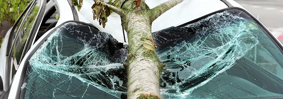 Baum ist nach Unwetter auf ein Auto gefallen