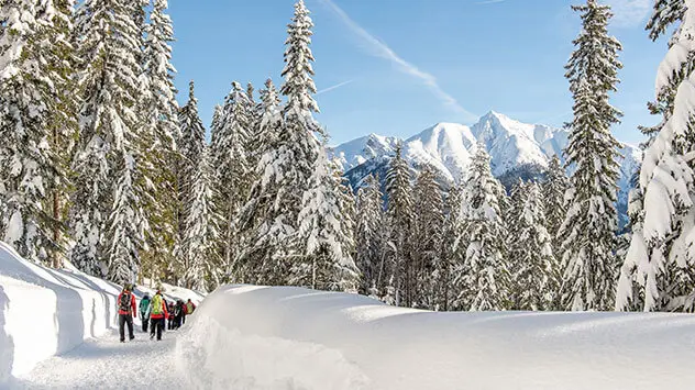 Gruppe von Menschen wandert durch verschneiten Wald mit Bergen im Hintergrund.