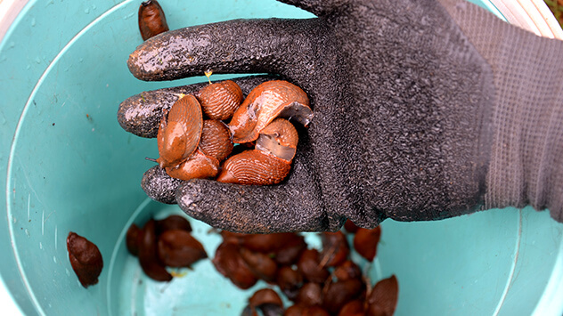 Behandschuhte Hand sammelt Nacktschnecken in einem Eimer