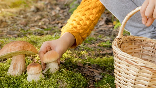 Outdoor Aktivitäten im Herbst: Pilze sammeln Pilzsammler im Wald