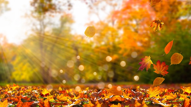 Goldener Oktober - Wetterlexikon von A bis Z