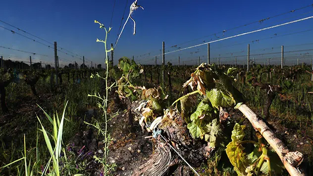 Lexikon Frost Schäden Wein