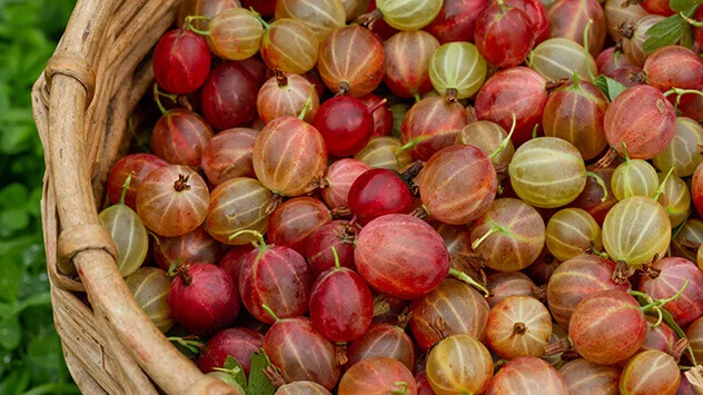 Regionales Sommerobst: Stachelbeere Korb mit frisch gepflückten roten Stachelbeeren
