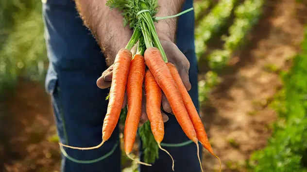 Frisch geerntete Karotten auf einem Feld