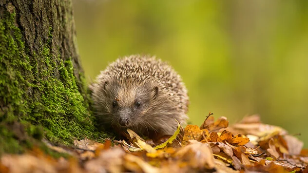 Igel im Herbstlaub an einem Baum