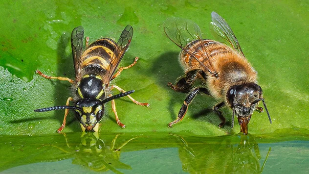 Wespe und Biene trinken Wasser