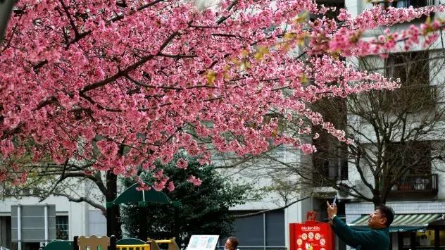 En mand foreviger årets sakura på gaden i Tokyo.