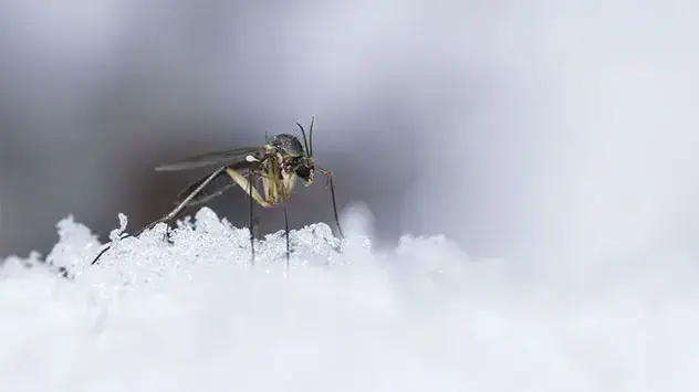 Zašto zimi ima komaraca?