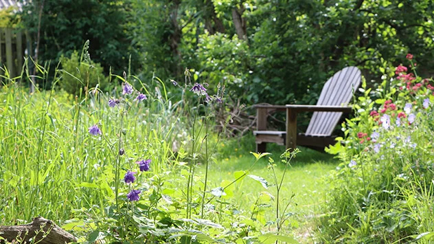 Naturnaher Garten mit Wildblumen, hohem Gras und vielen Pflanzen