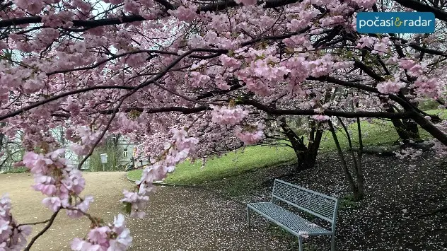 april_cherry_trees_blossoms_CZ