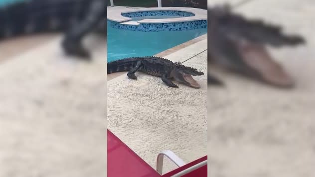 Gator carelessly swimming in pool – Weather News