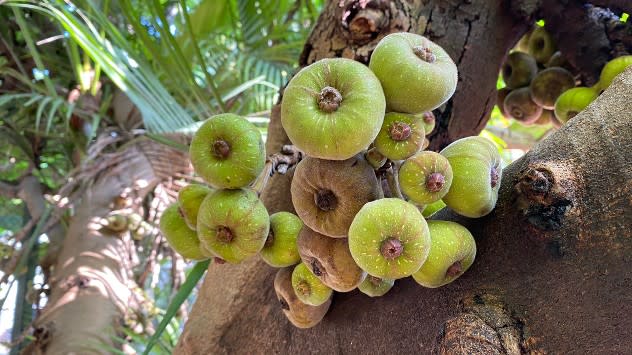 Natural air purifiers Trees your best oxygen generators Weather News