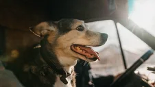 Hund bei Sonne im Auto
